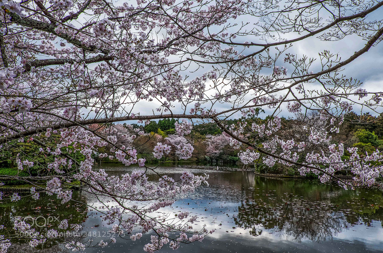 Fujifilm X-T1 sample photo. Flowers web photography