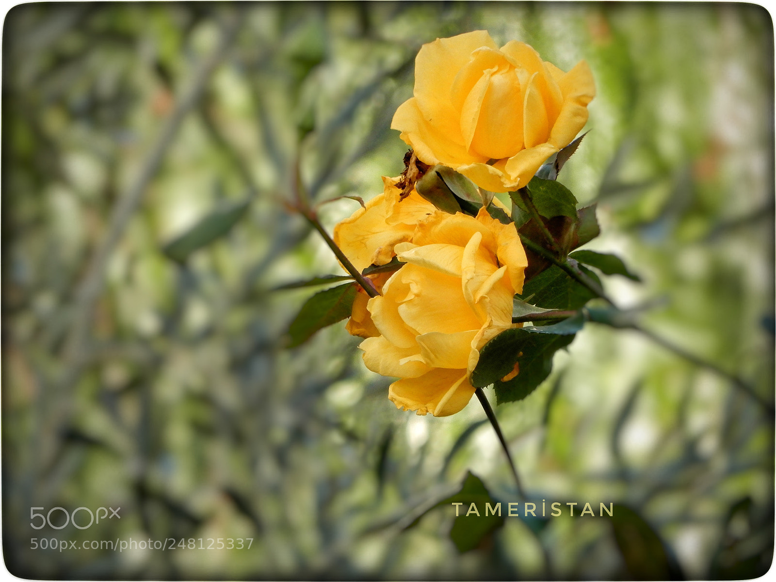 Nikon Coolpix A900 sample photo. Yellow roses. photography