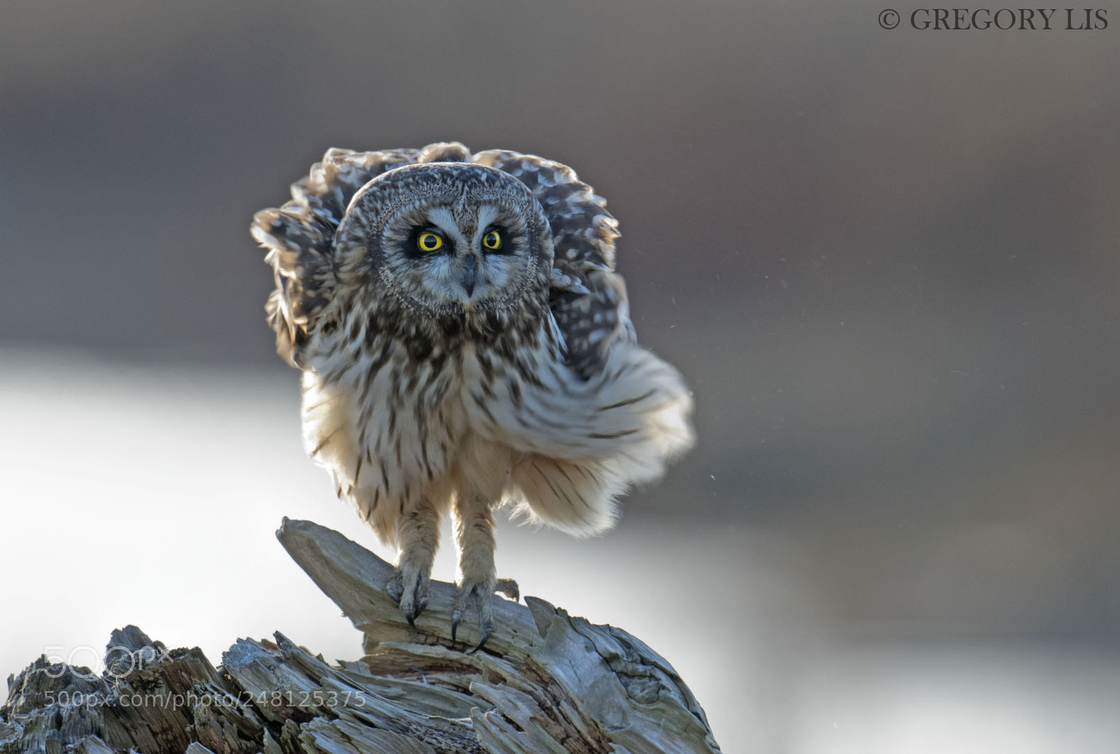 Nikon D810 sample photo. Short-eared owl photography