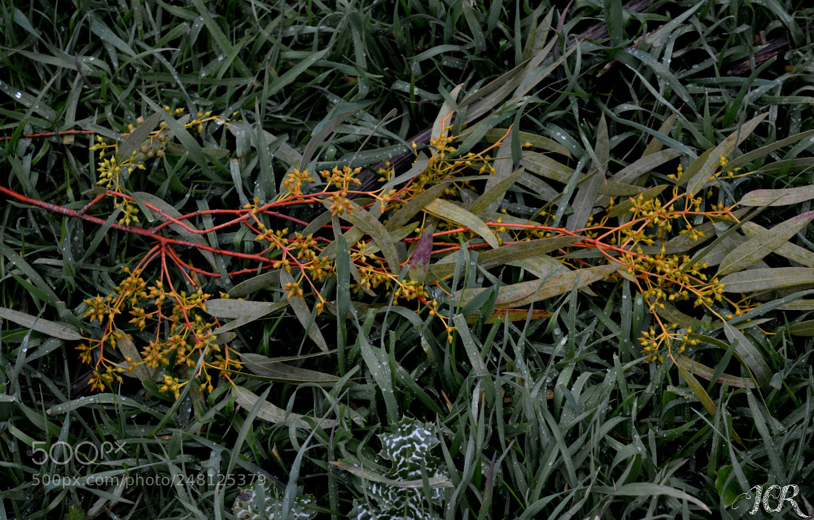 Nikon D5200 sample photo. Verde y amarillo photography