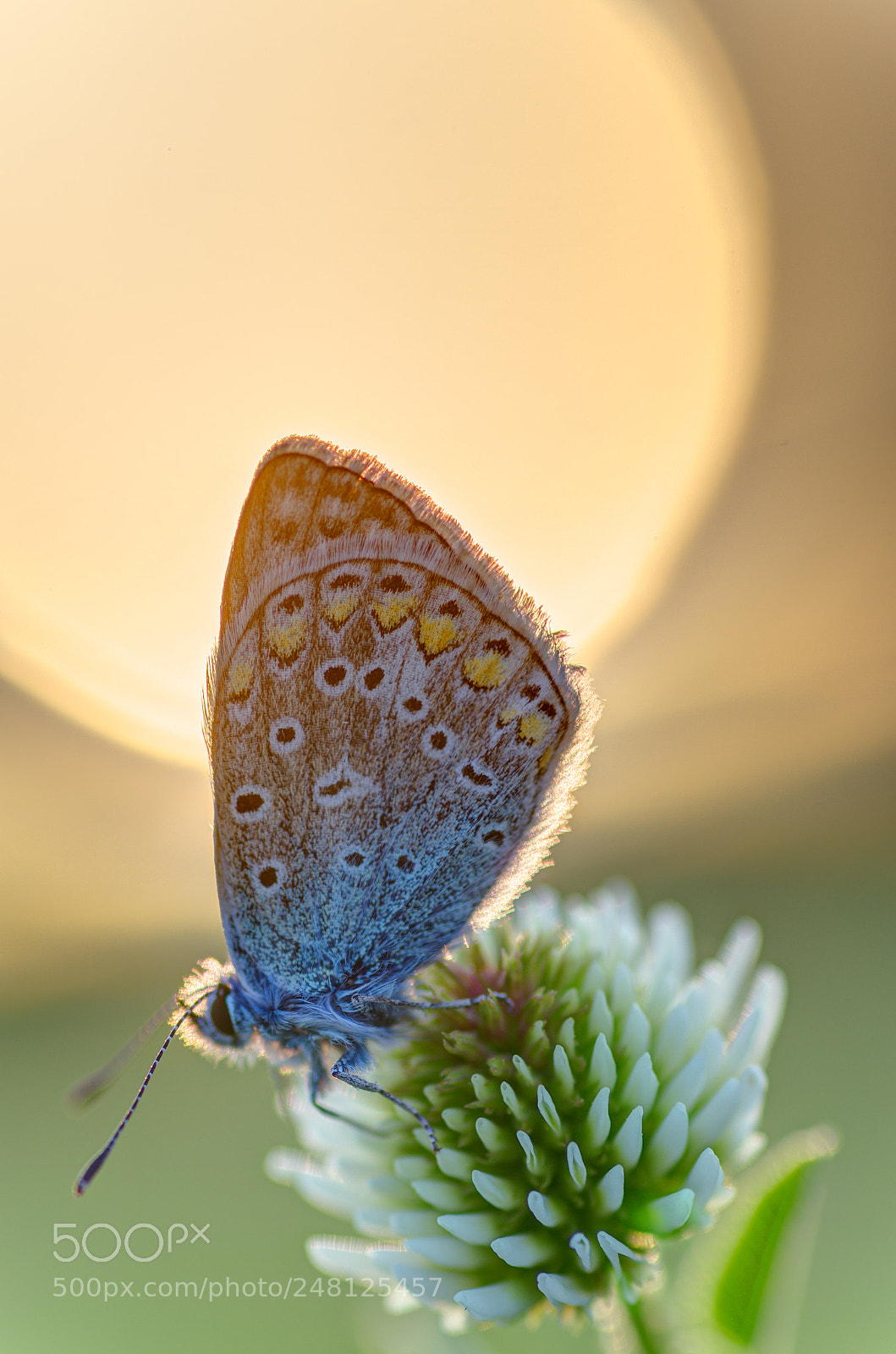 Pentax K-5 sample photo. Sunset butterfly photography