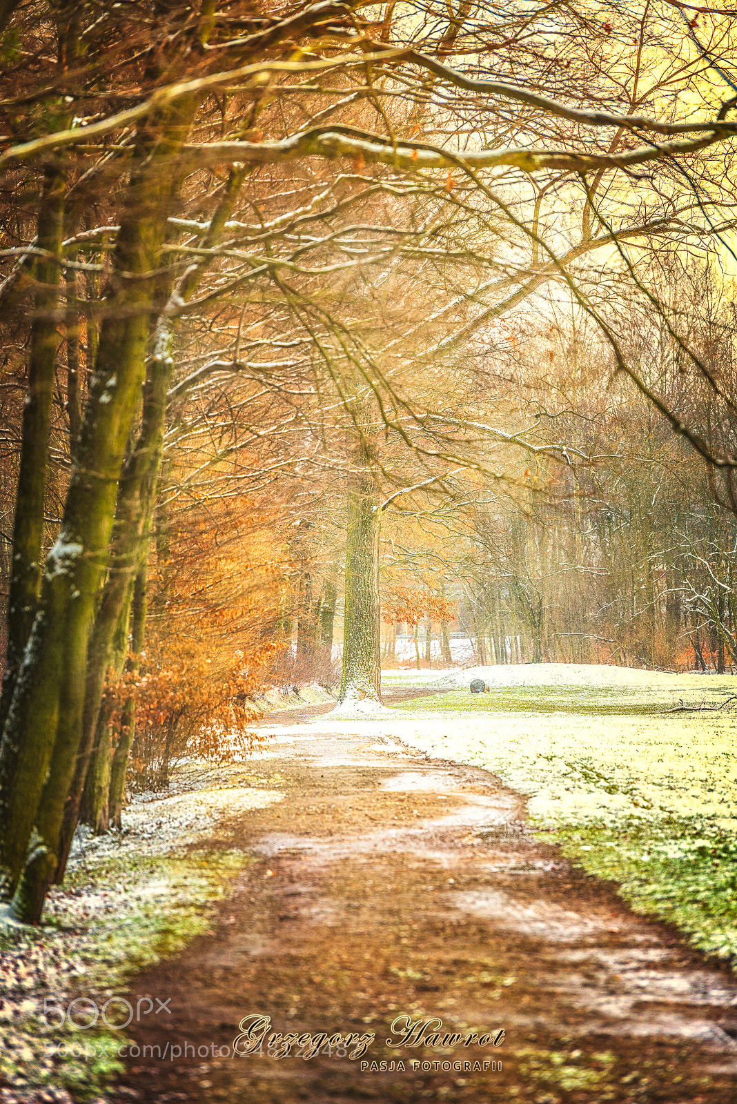Nikon D800 sample photo. Zimowo, park le ny photography