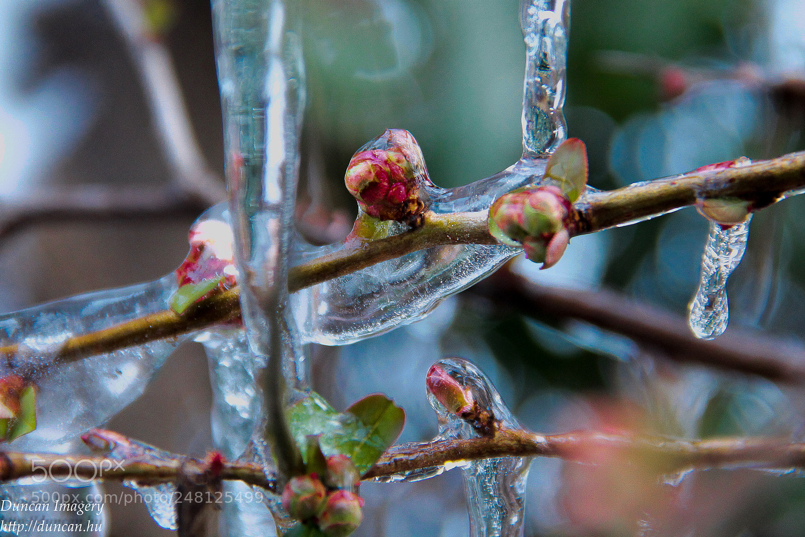 Canon EOS 1100D (EOS Rebel T3 / EOS Kiss X50) sample photo. Frozen photography