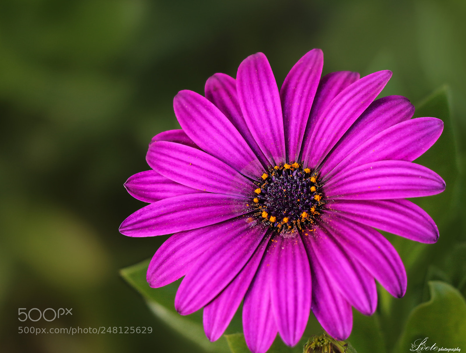 Canon EOS 700D (EOS Rebel T5i / EOS Kiss X7i) sample photo. Flower photography