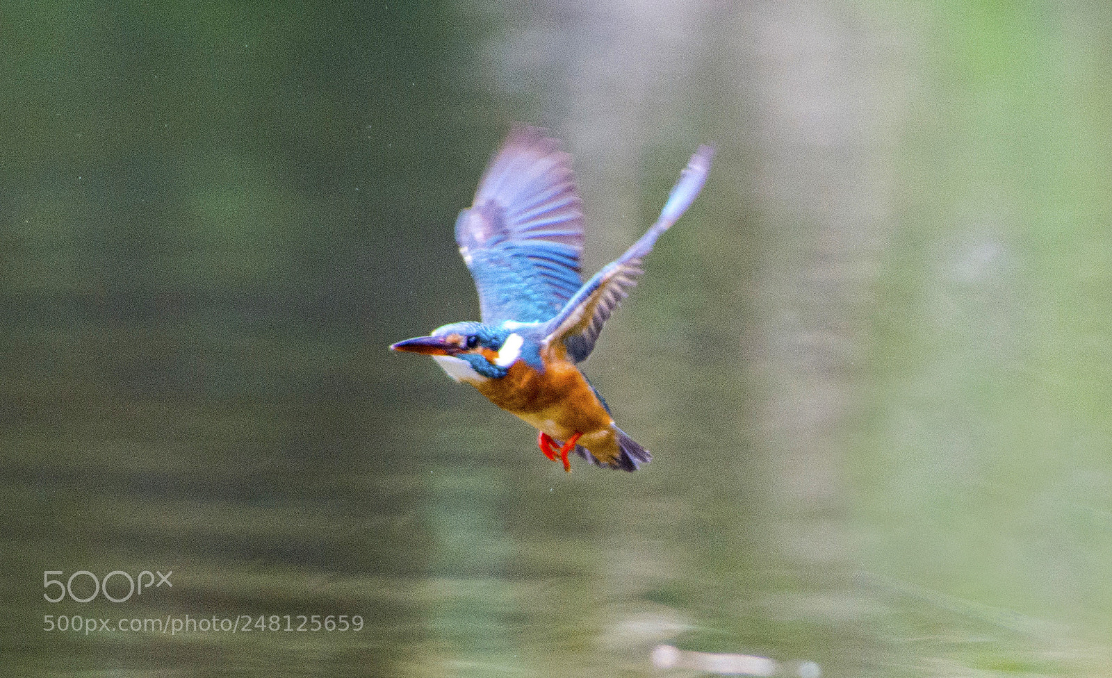 Nikon D800 sample photo. Kingfisher photography