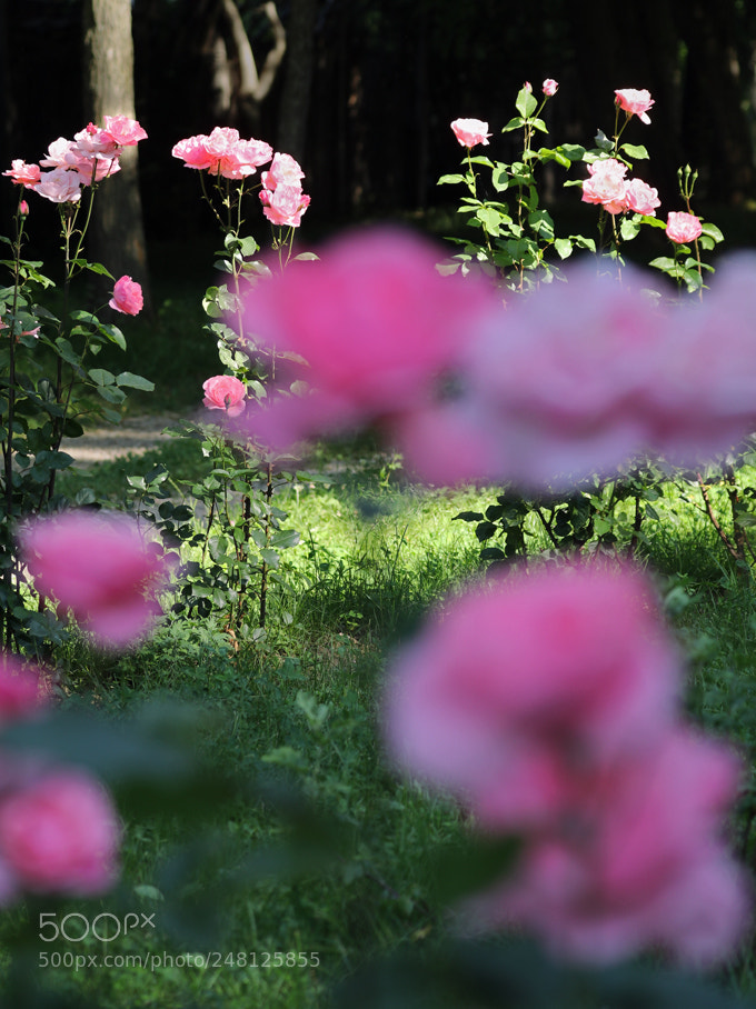 Canon EOS 80D sample photo. Pink cotton photography
