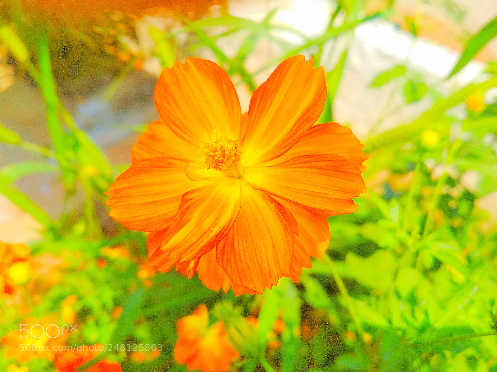 Xiaomi Redmi 4 Pro sample photo. Untitled photography