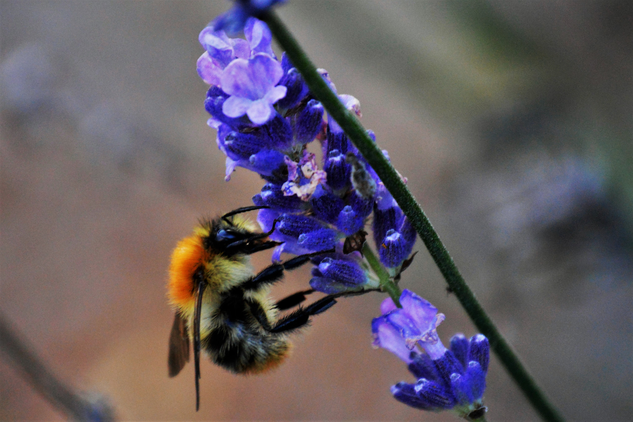 Nikon D3200 sample photo. Abeille photography