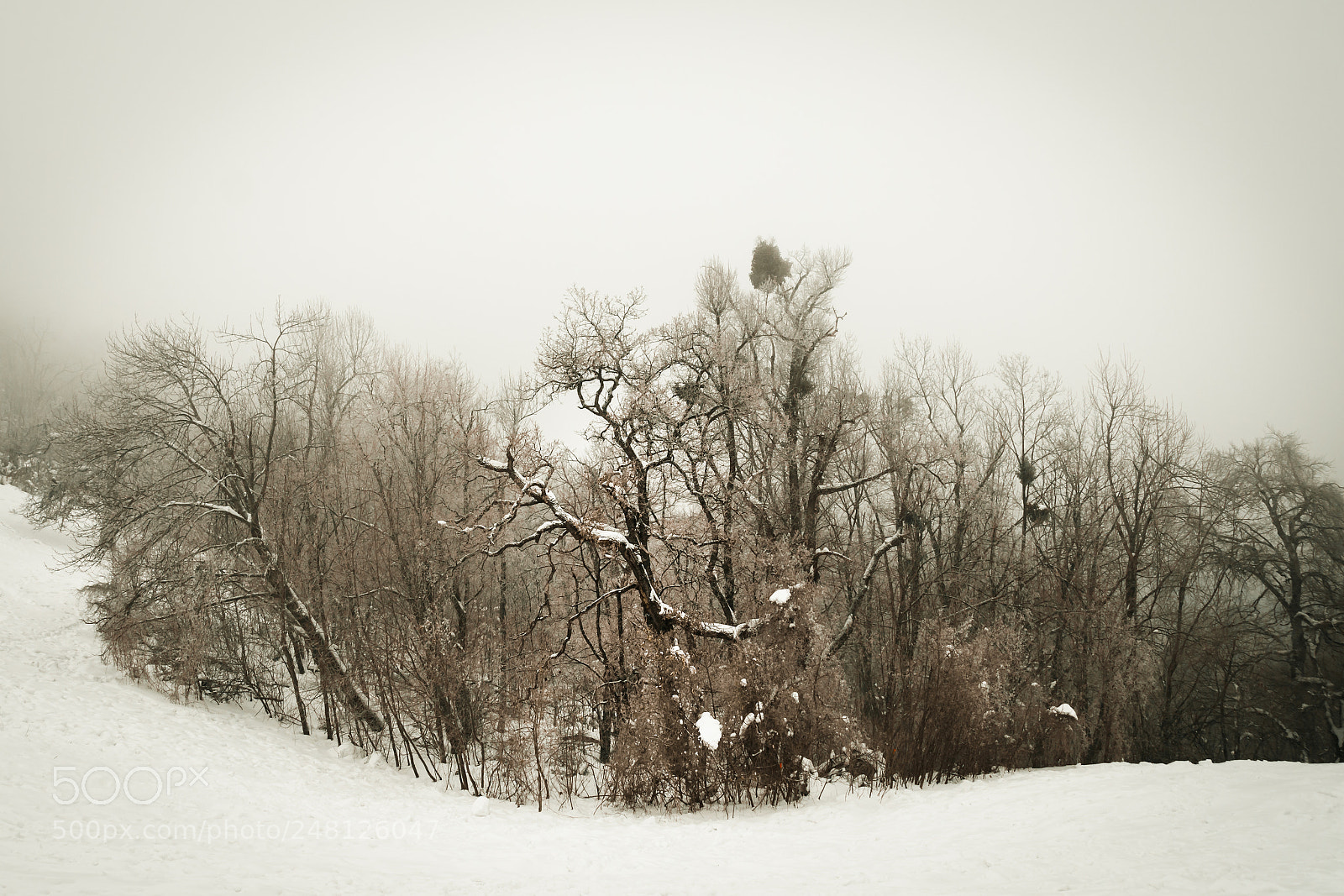 Canon EOS 80D sample photo. Winter 2 photography