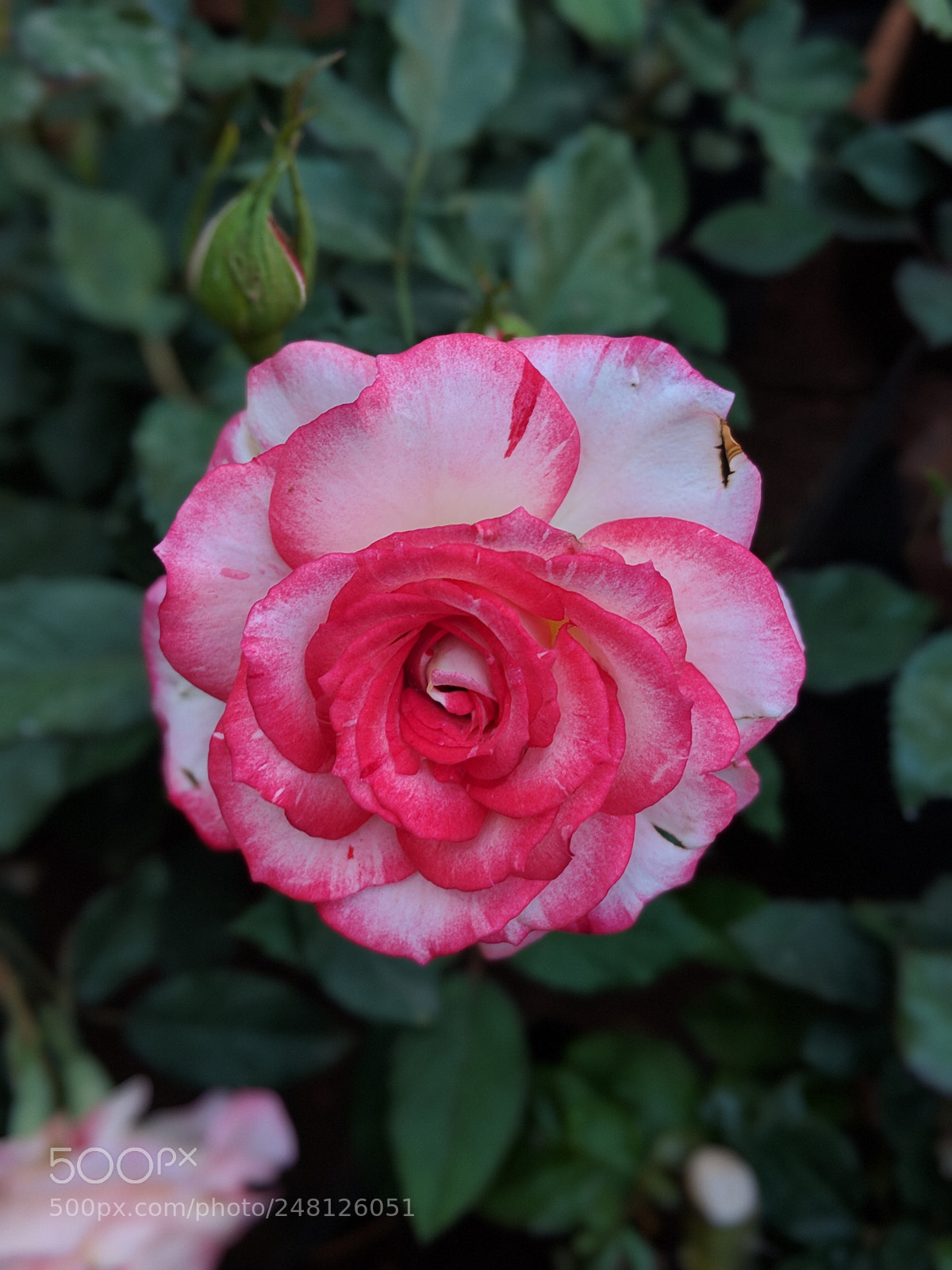 Google Pixel 2 sample photo. Untitled photography