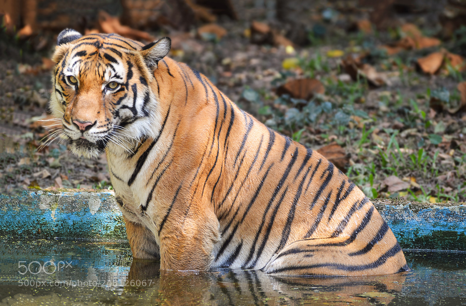 Nikon D3200 sample photo. Bath time photography