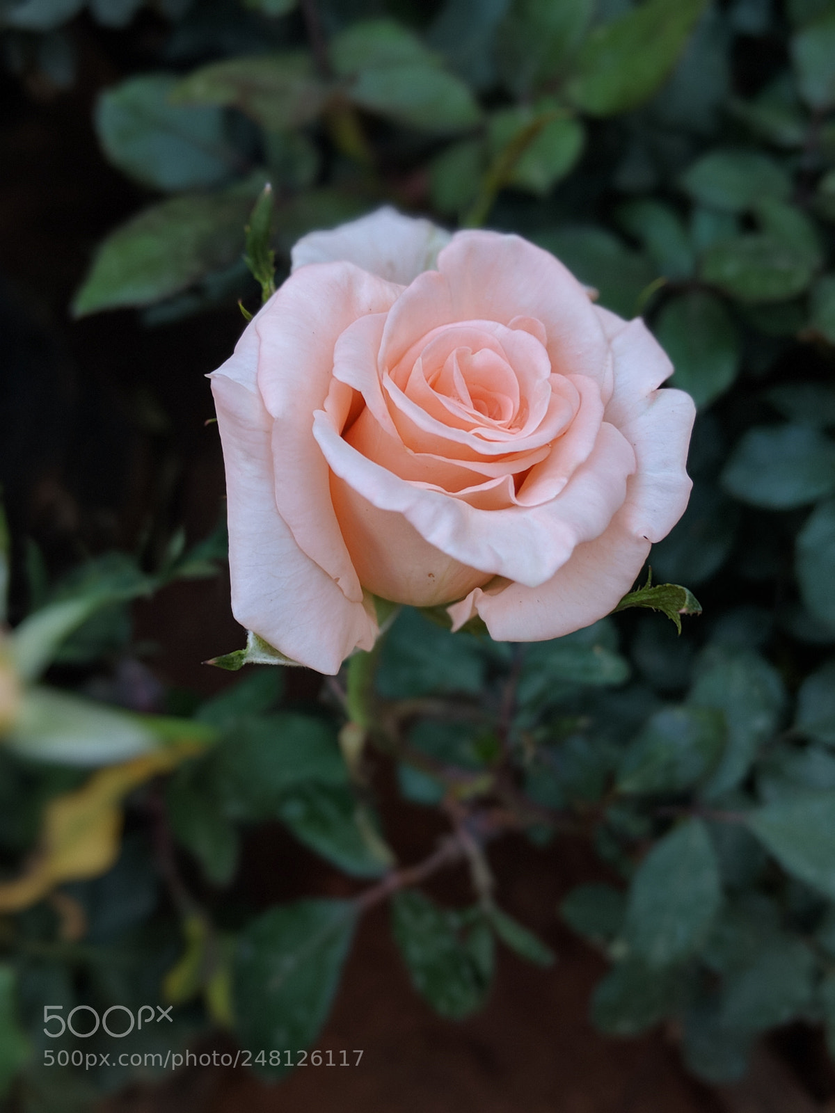 Google Pixel 2 sample photo. Untitled photography