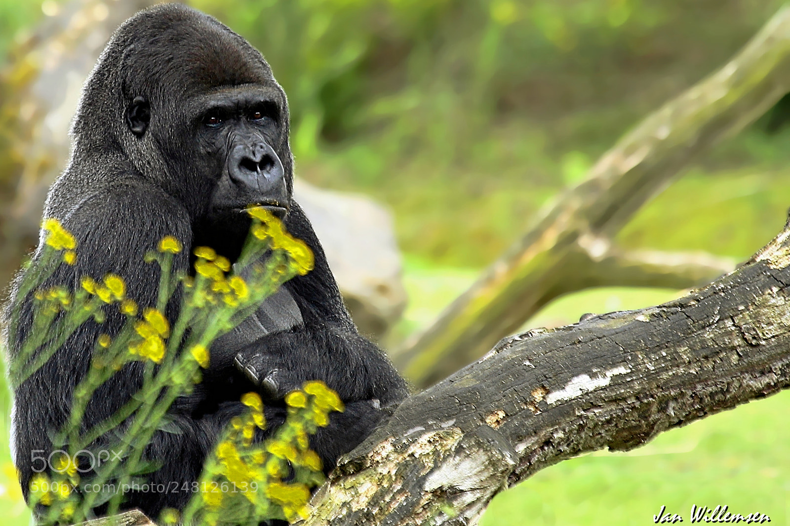 Canon EOS-1D Mark IV sample photo. Gorilla photography