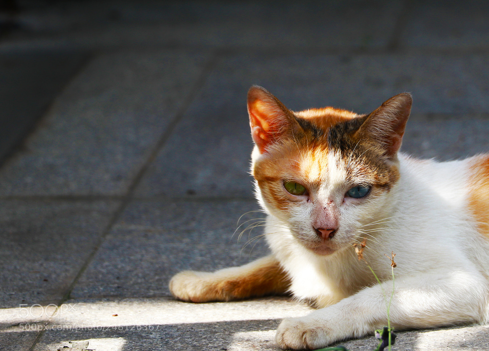 Canon EOS 80D sample photo. Untitled photography