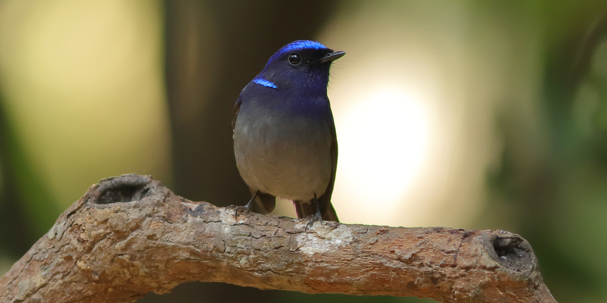 Canon EF 300mm F4L IS USM sample photo. 小仙鶲 small niltava photography