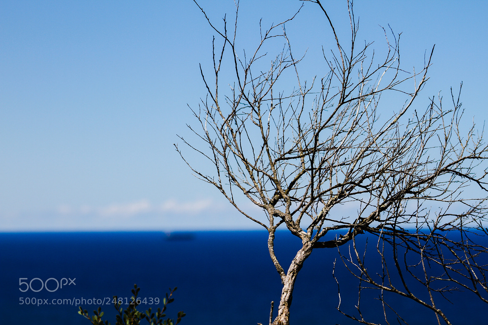 Canon EOS 7D sample photo. Dead beauty photography