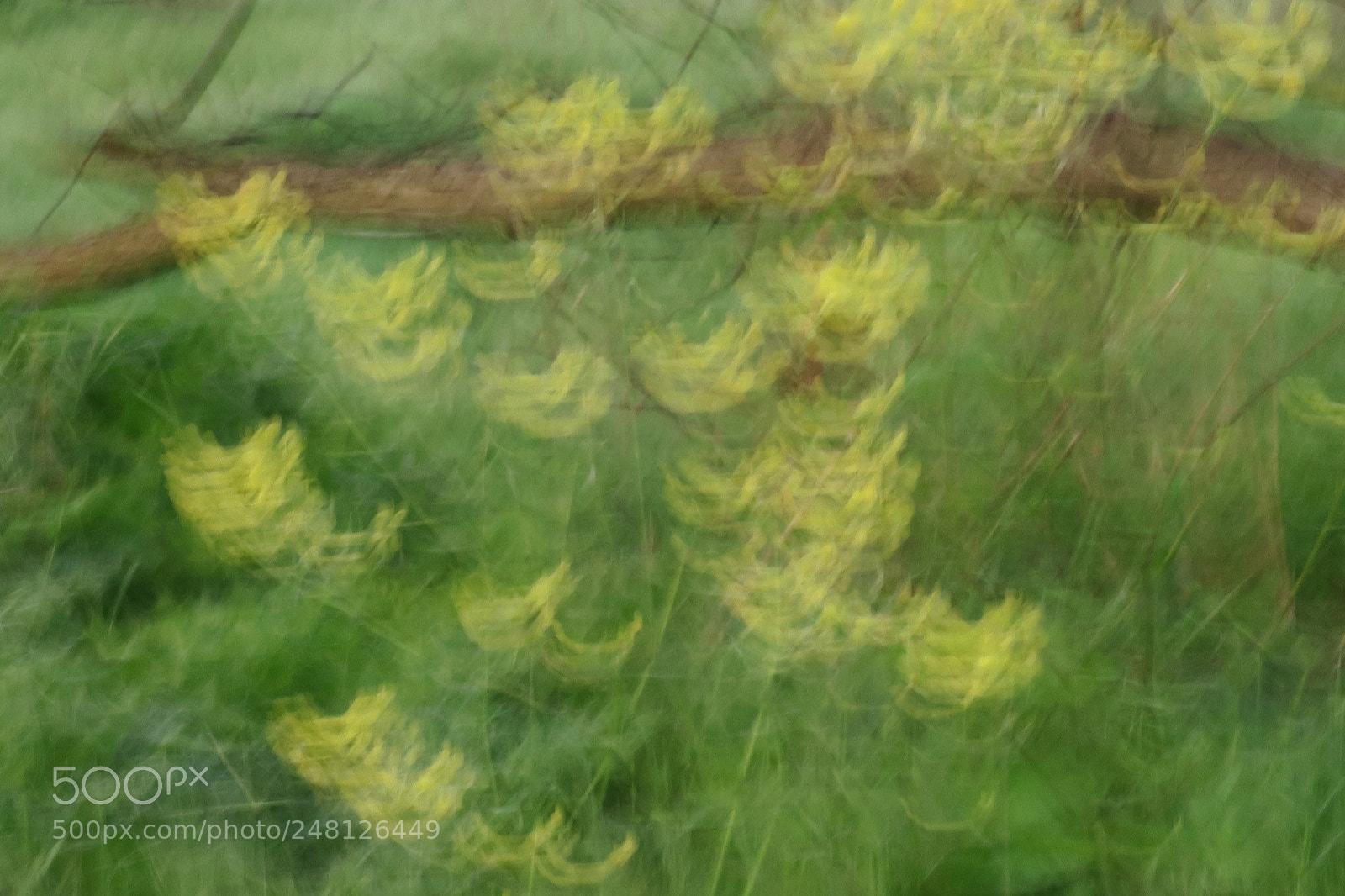 Canon PowerShot G3 X sample photo. Untitled photography