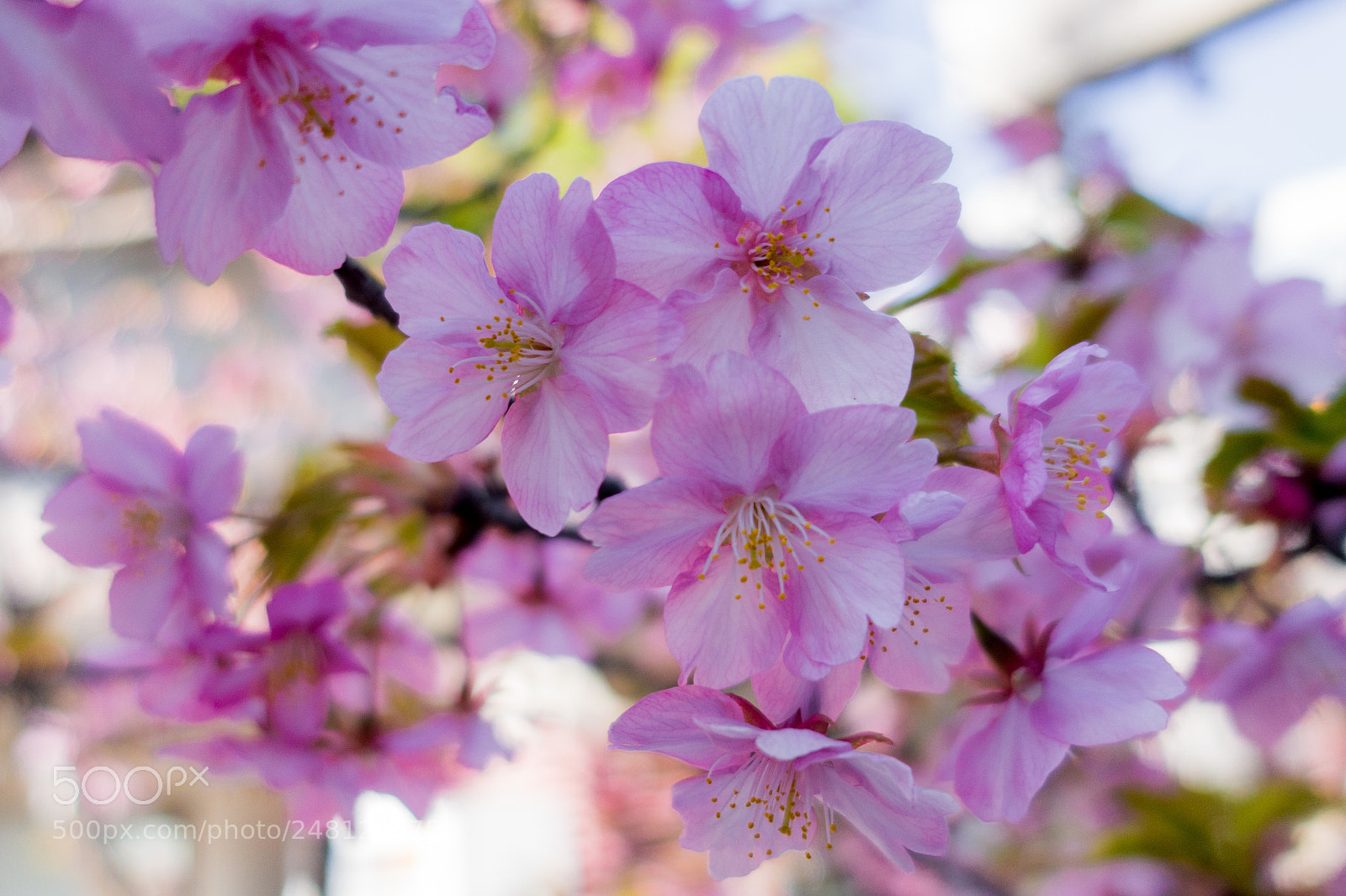 Sony DSC-RX100M5 sample photo. Cherry blossom photography