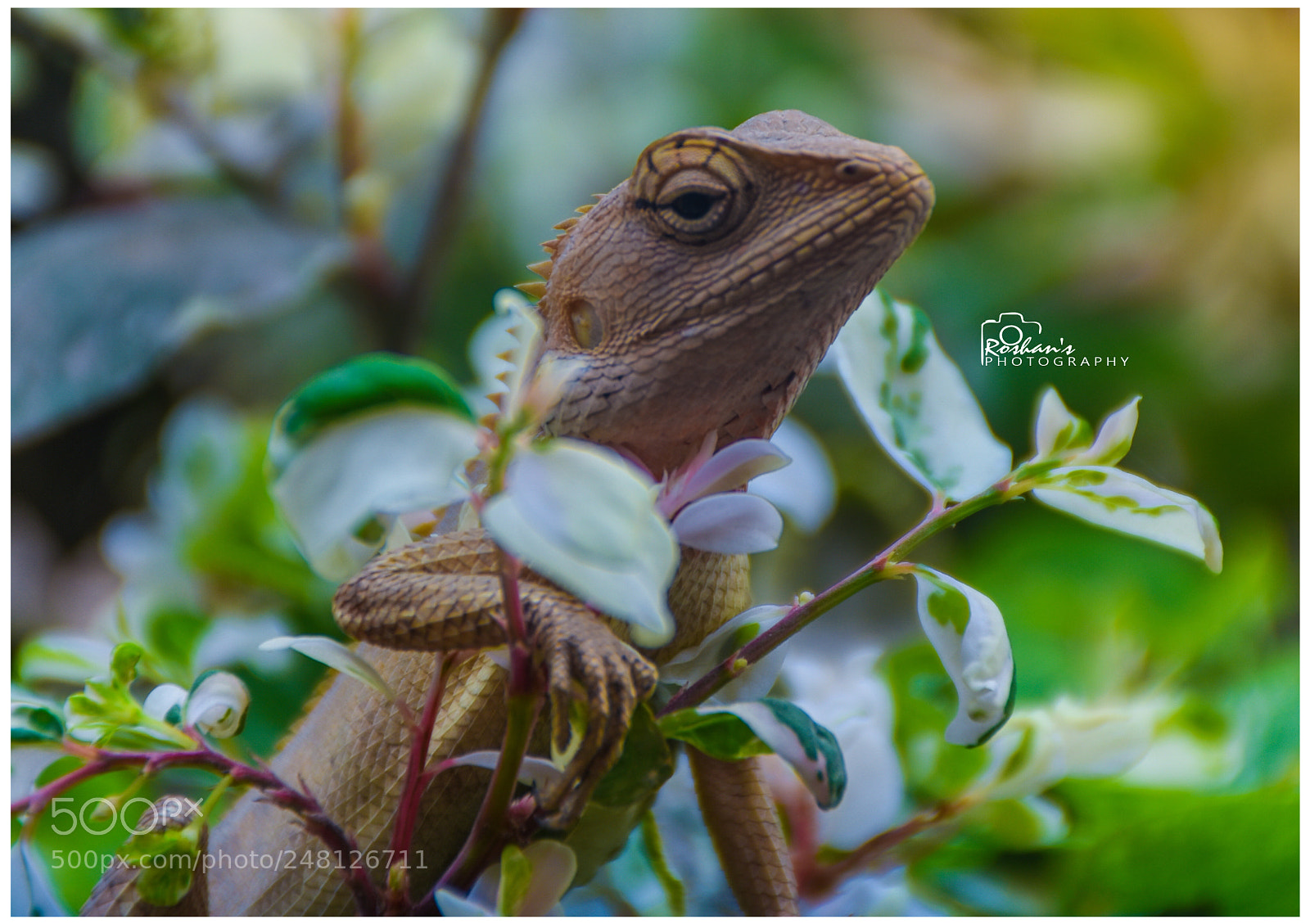 Nikon D7200 sample photo. Lizard photography