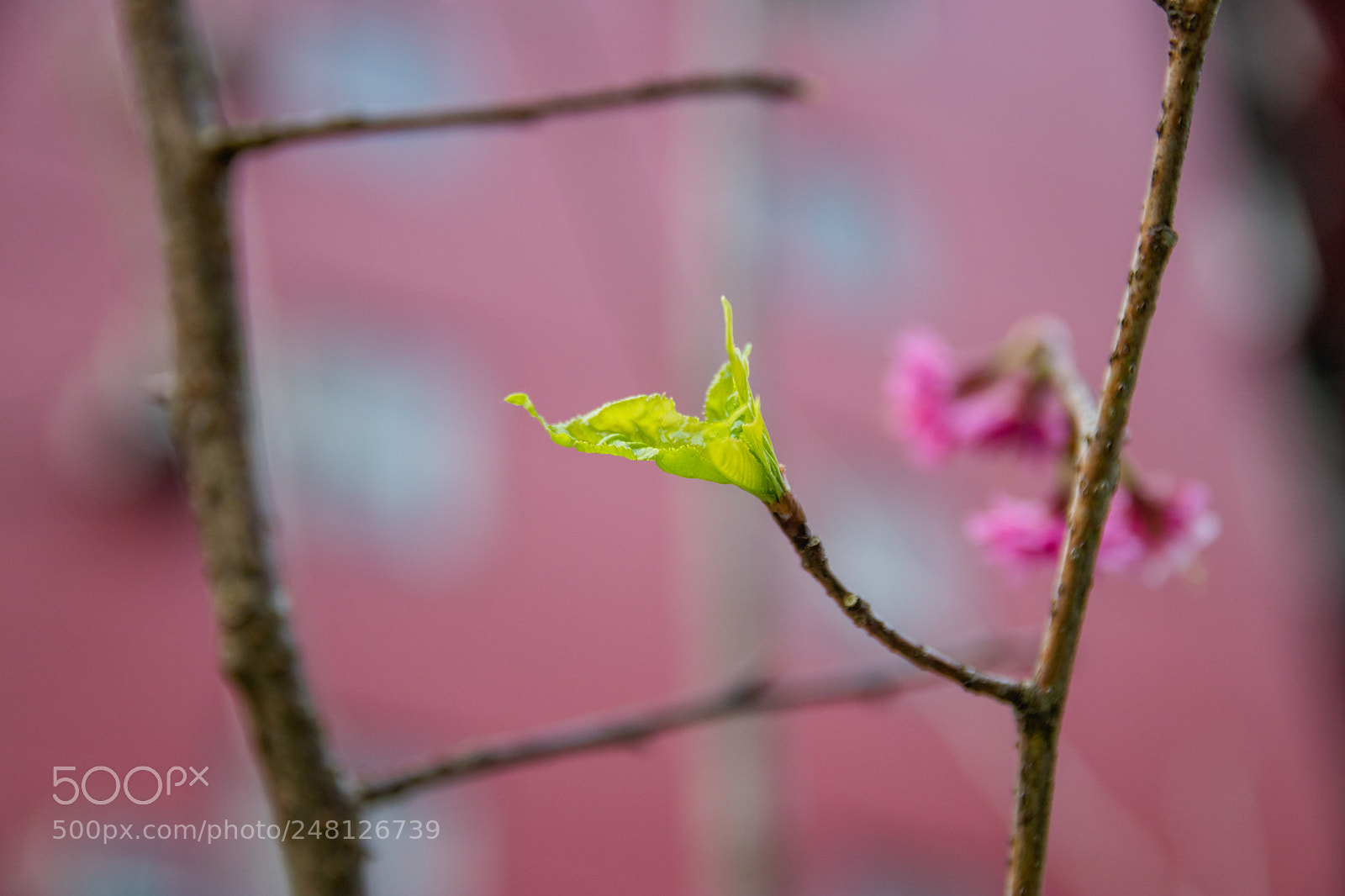 Canon EOS 80D sample photo. *** photography