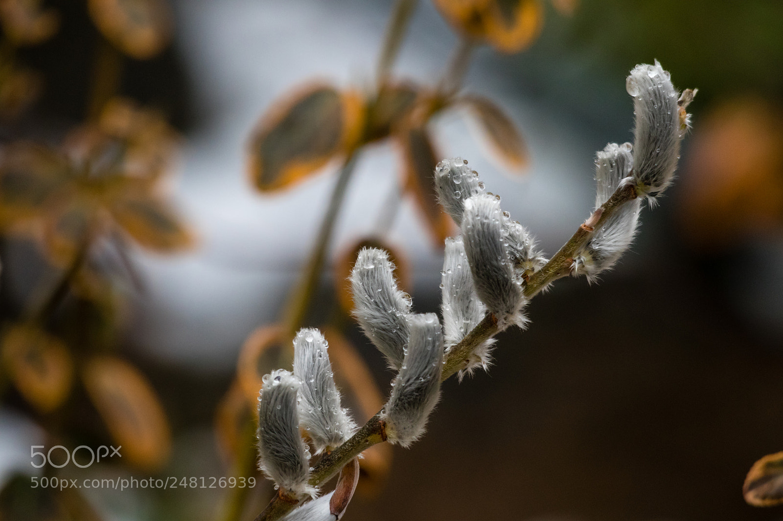 Canon EOS M6 sample photo. Unwind photography