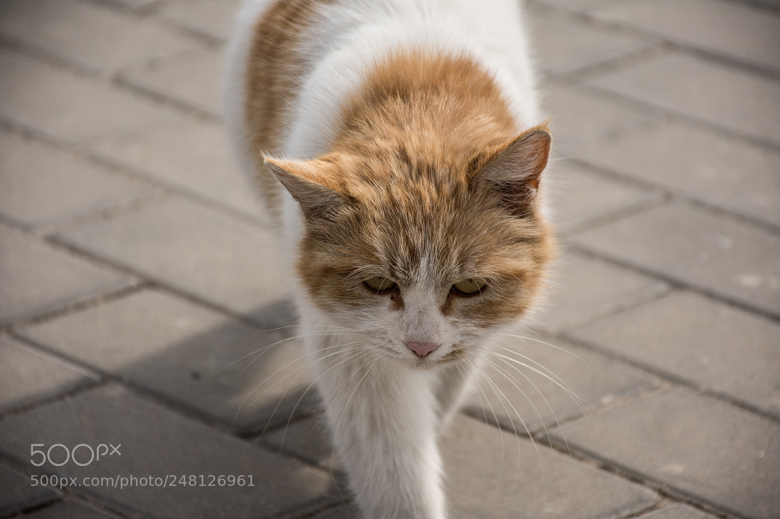 Nikon D7200 sample photo. Want to fight let's photography
