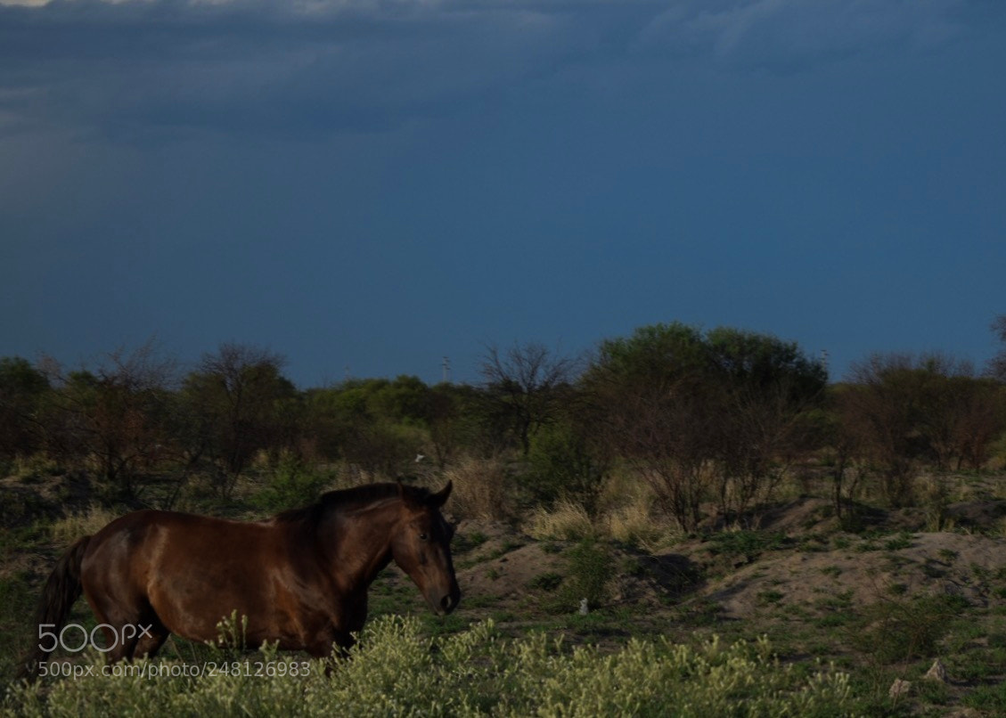 Nikon D5300 sample photo. Untitled photography