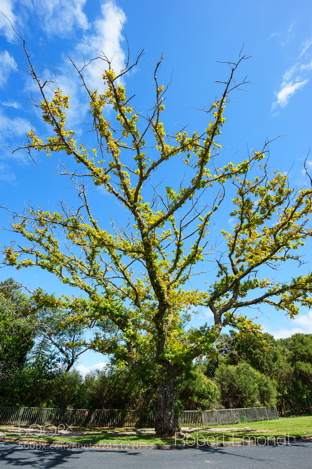 Sony a7 II sample photo. Old tree in rotorua photography