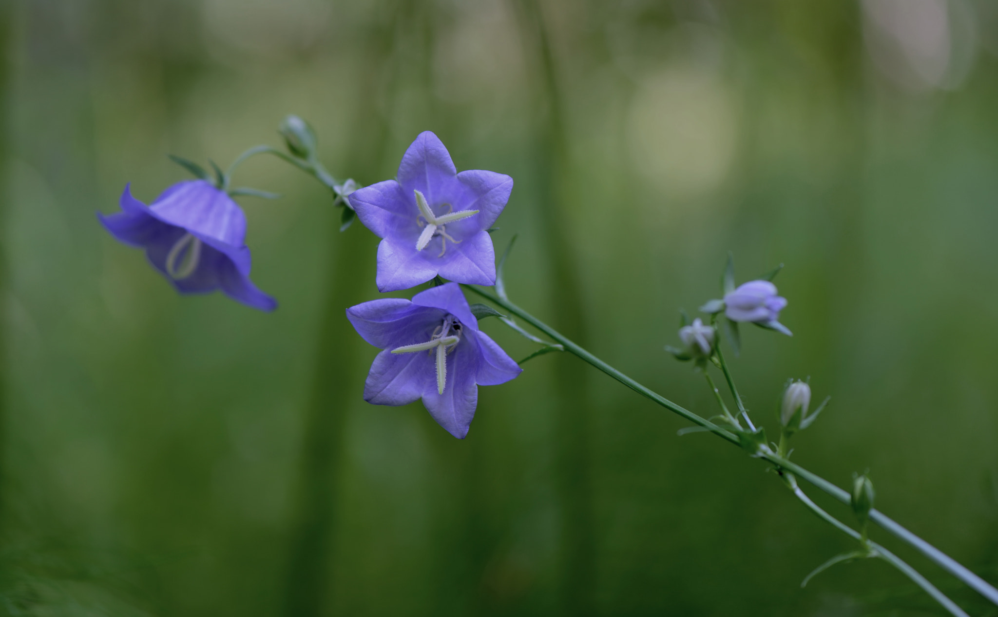 Nikon AF-S Micro-Nikkor 105mm F2.8G IF-ED VR sample photo. Campanula persicifolia. photography