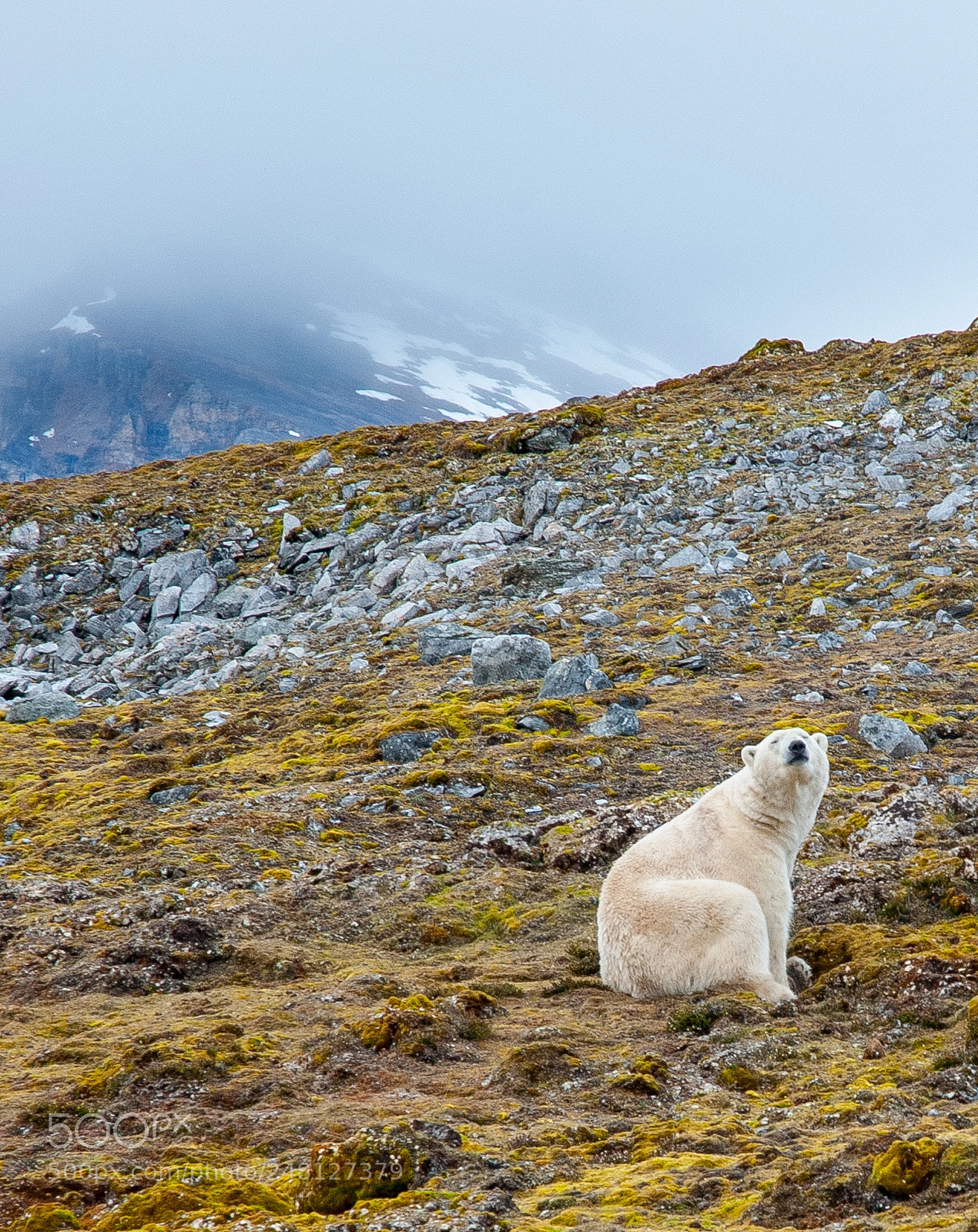 Nikon D700 sample photo. Polarbear photography