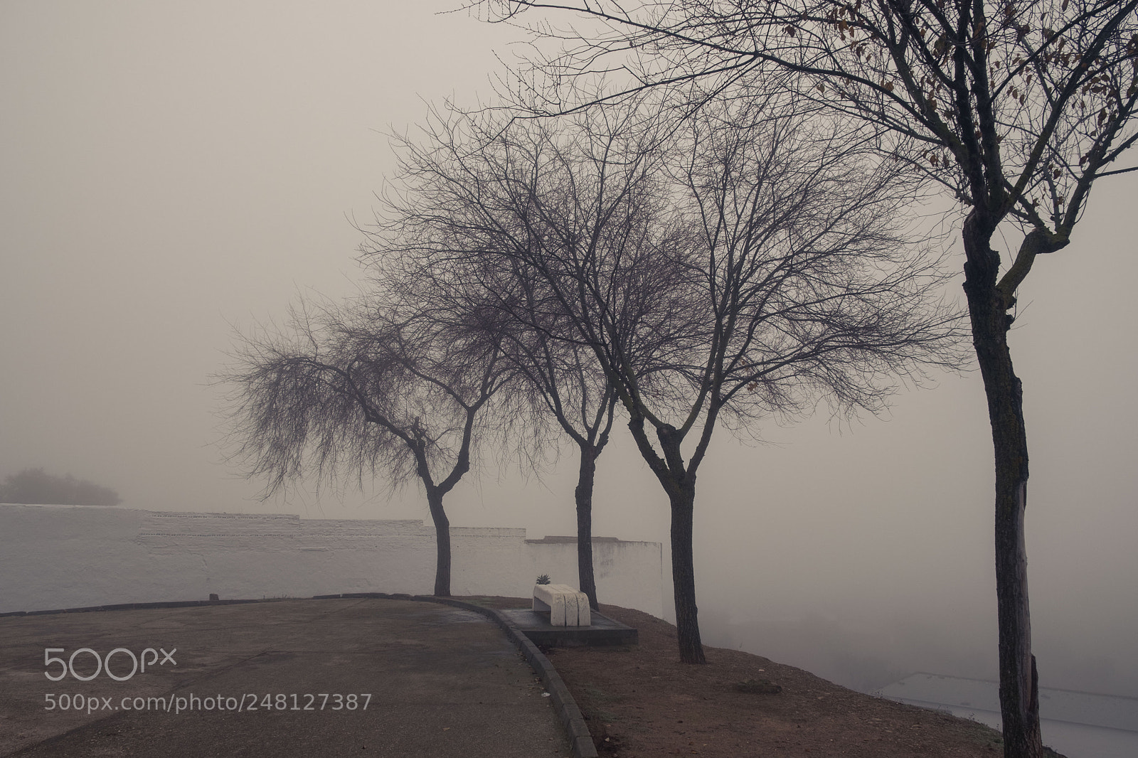 Fujifilm X-Pro2 sample photo. Árboles en la madrugada photography