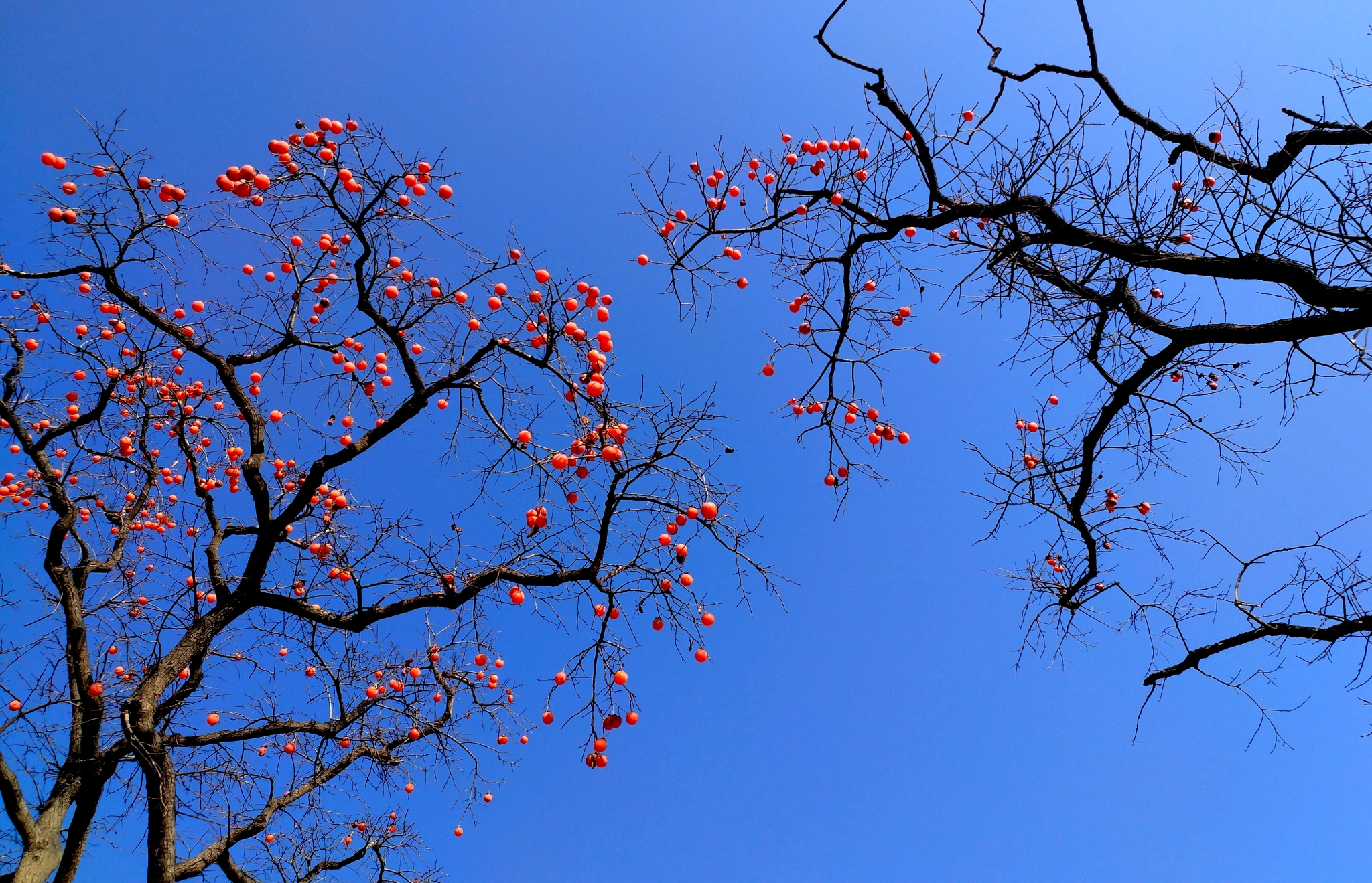 Xiaomi MI 5s Plus sample photo. Red & blue photography