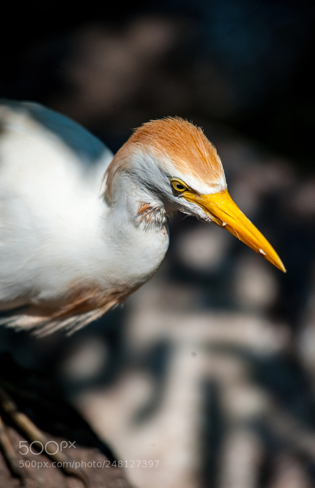 Nikon D700 sample photo. Bird photography