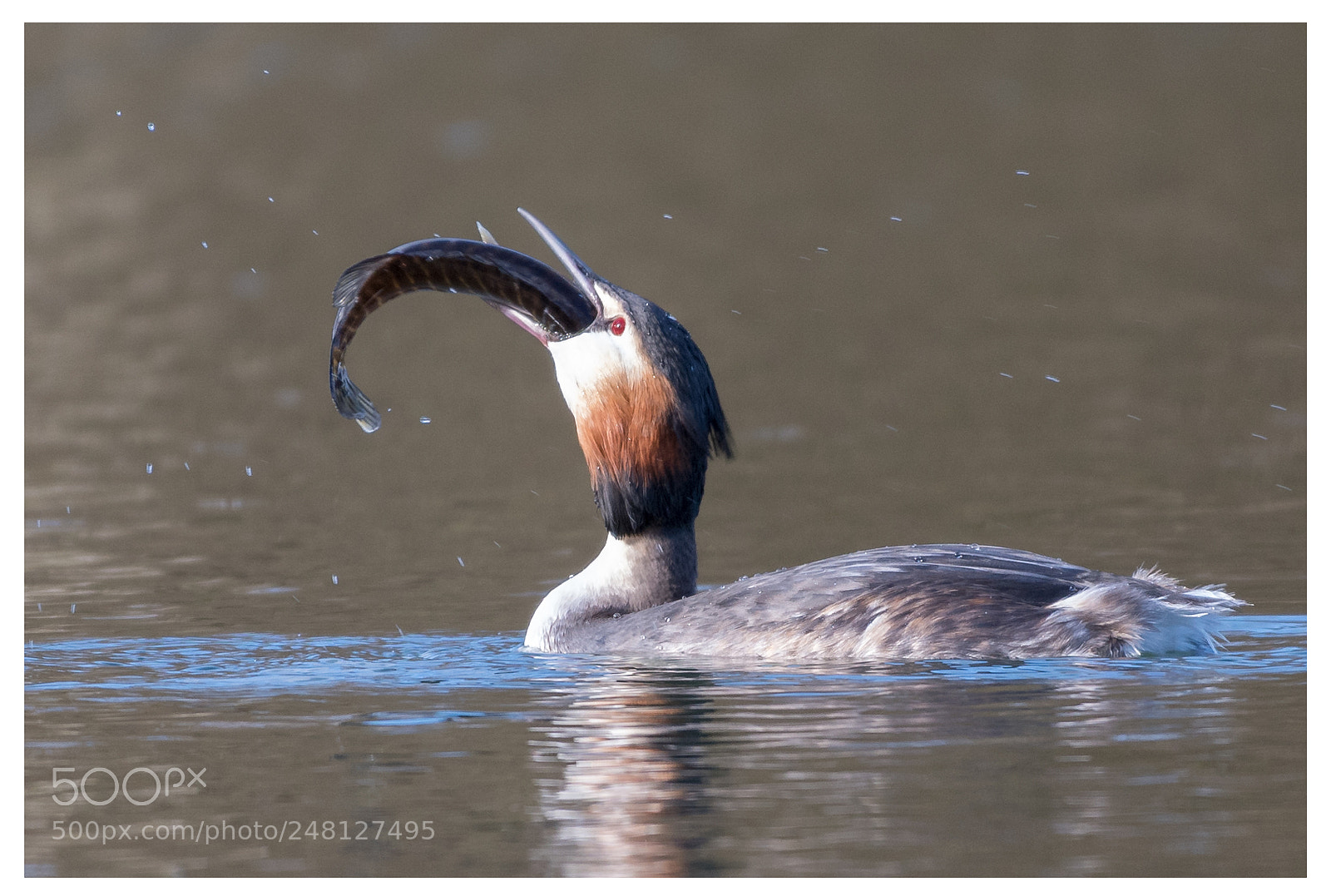 Nikon D500 sample photo. Great crested grebe with photography