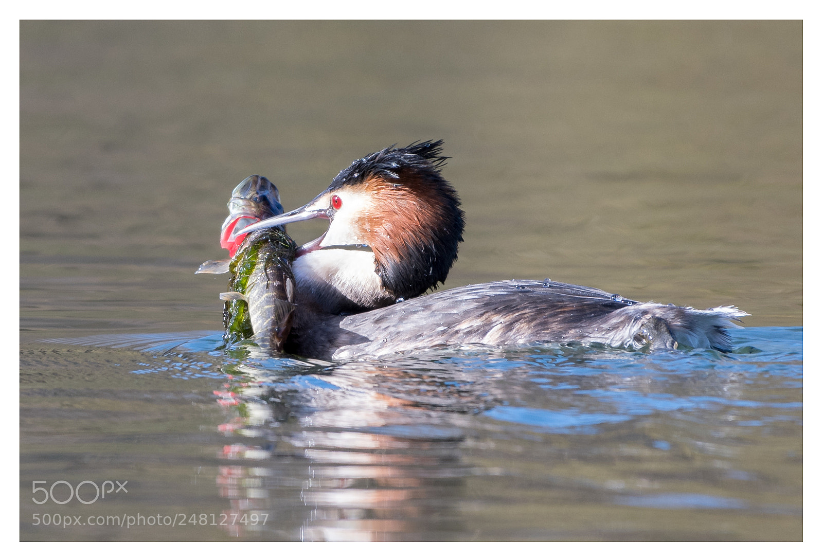 Nikon D500 sample photo. Great crested grebe with photography