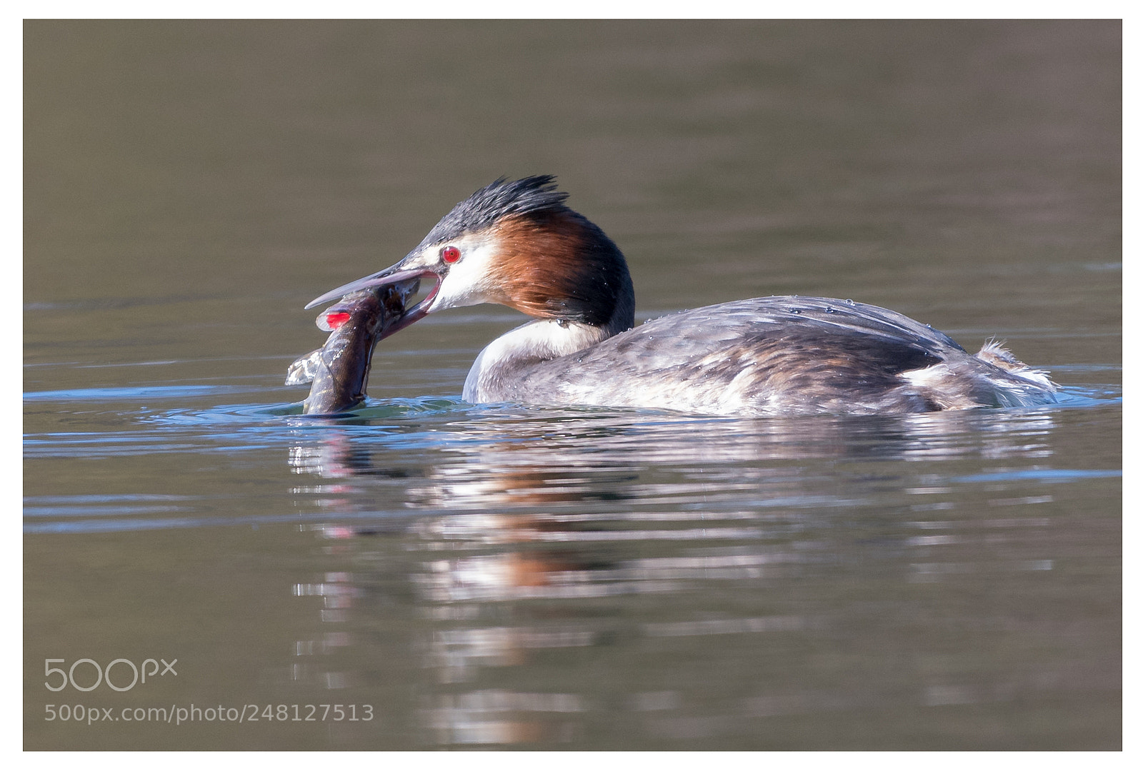 Nikon D500 sample photo. Great crested grebe with photography