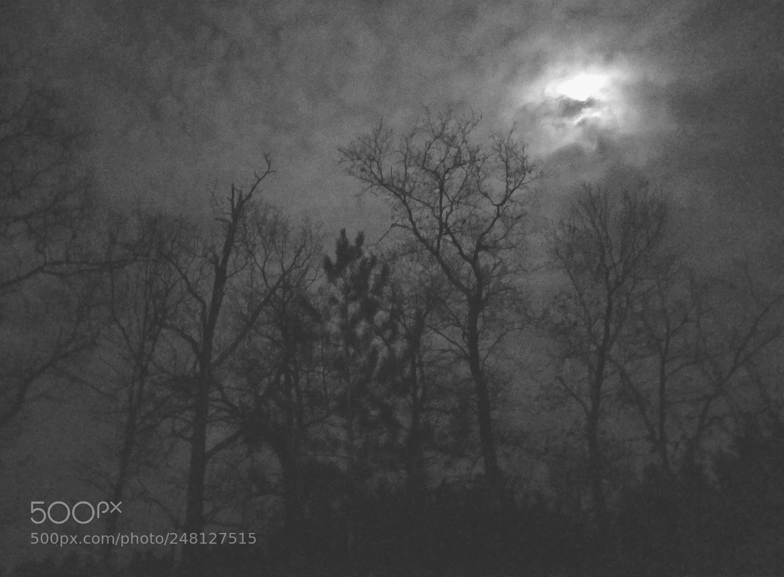 Samsung Galaxy S7 Edge sample photo. Darkness, trees, moon photography