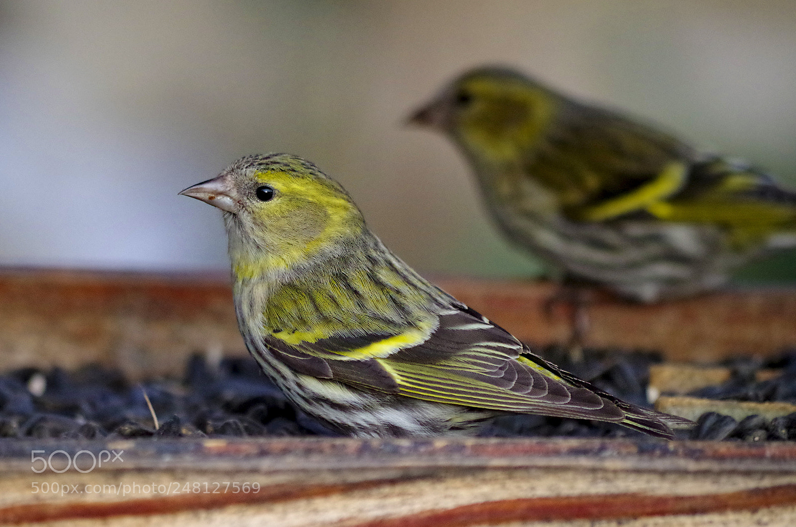 Pentax K-500 sample photo. Eurasian siskins came to photography