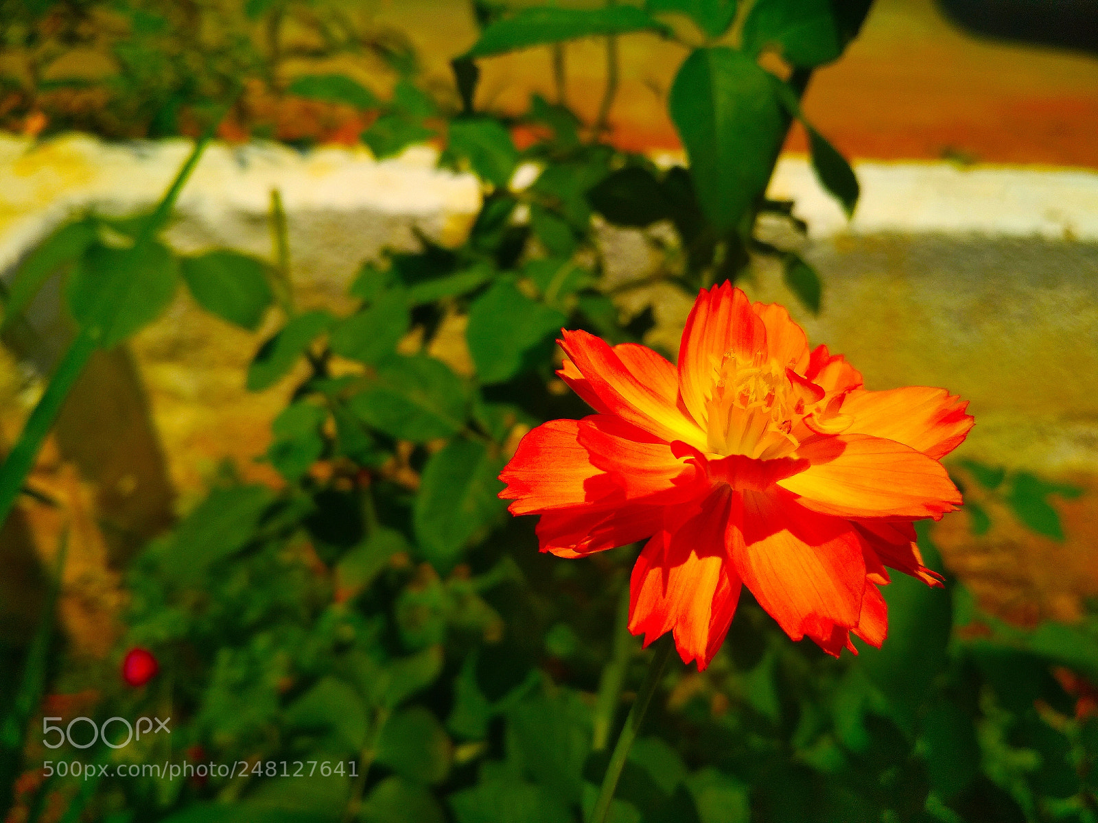 Xiaomi Redmi 4 Pro sample photo. Untitled photography