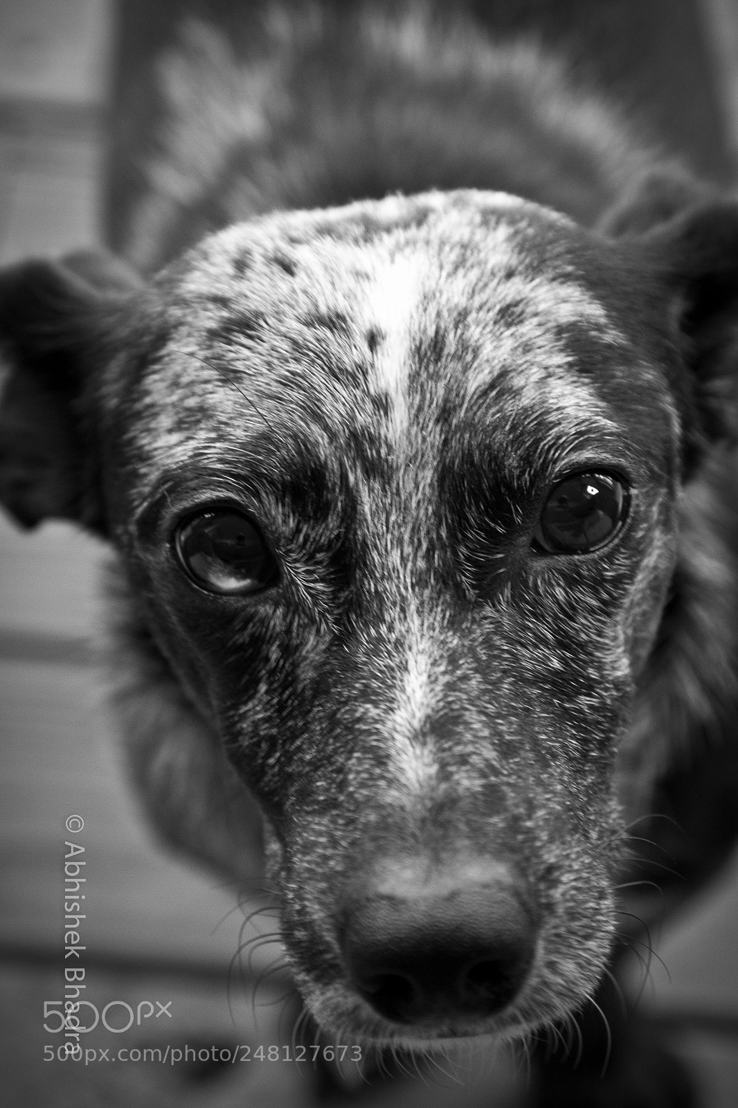 Canon EOS 7D sample photo. My angel - oreo photography