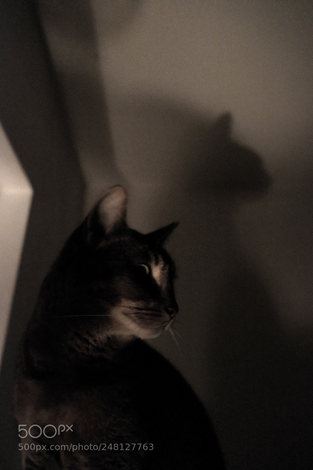 Fujifilm X-T1 sample photo. Cat night photography