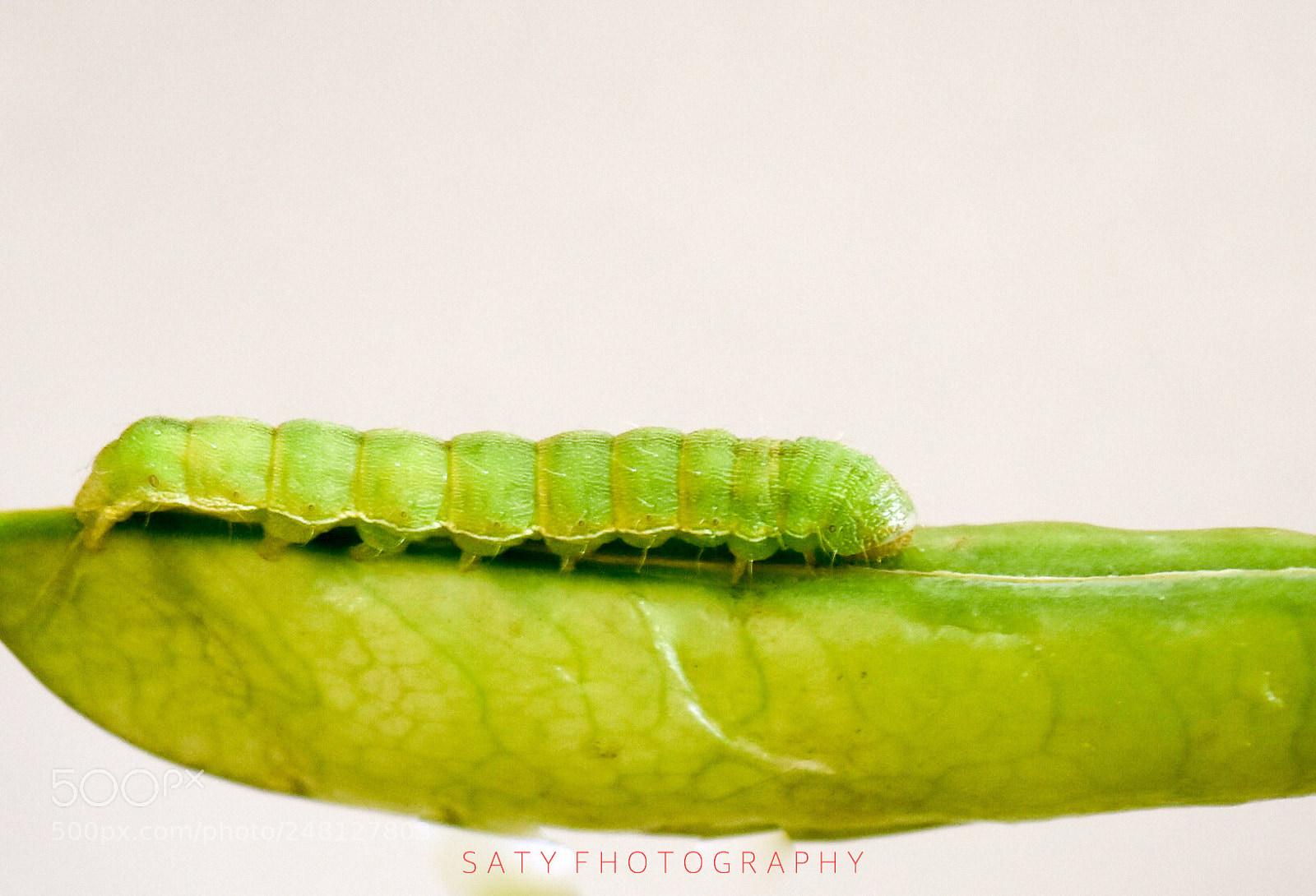 Nikon D7200 sample photo. Caterpillar photography