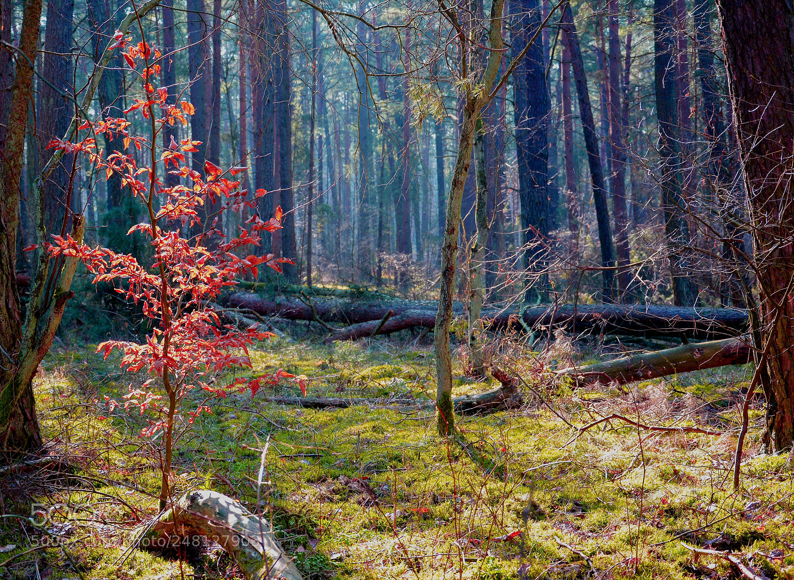 Nikon D7100 sample photo. Autumn photography