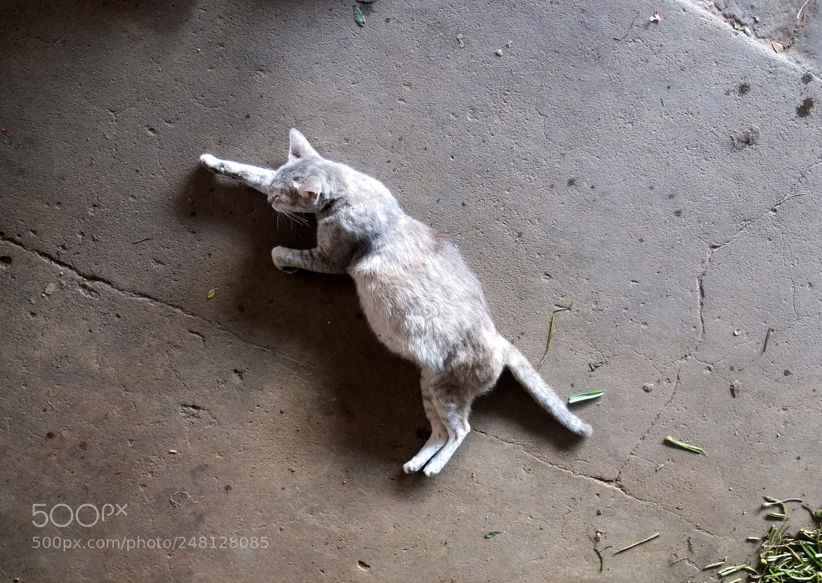 Fujifilm X10 sample photo. Lazy lord photography