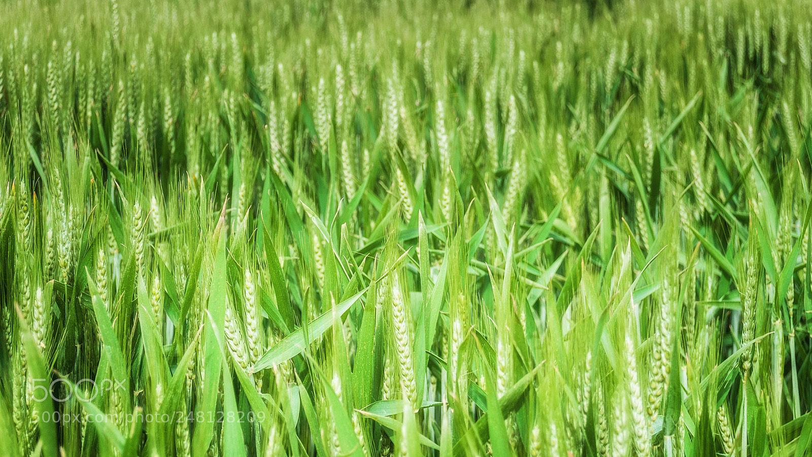 Nikon D5000 sample photo. ...verdes ramas... photography