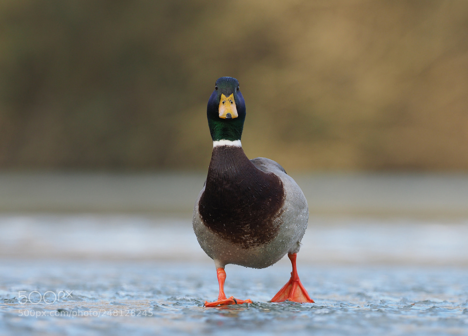 Olympus OM-D E-M1 Mark II sample photo. Mallard duck / erpel photography