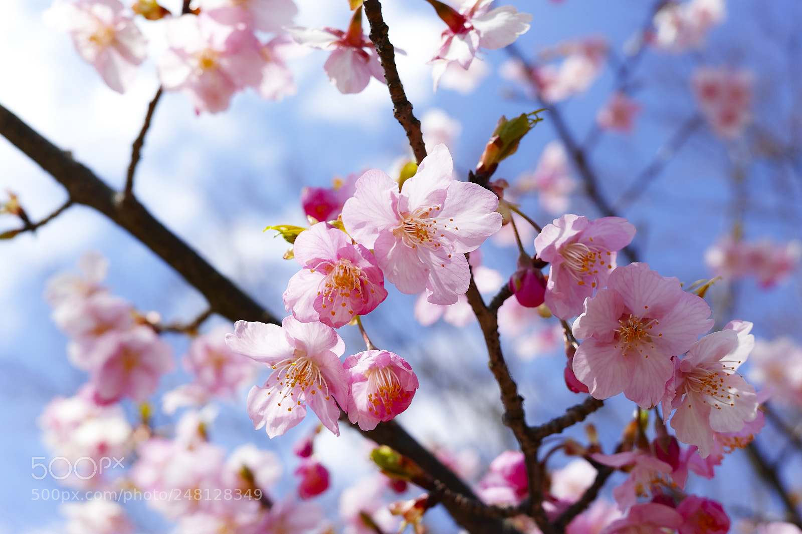 Sigma dp2 Quattro sample photo. Kawazu-zakura #1 photography