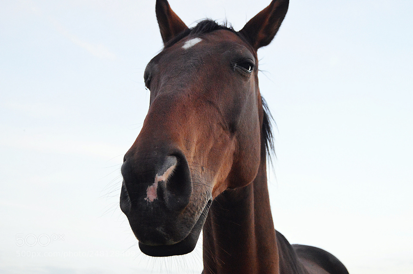 Nikon D3200 sample photo. Cheval photography