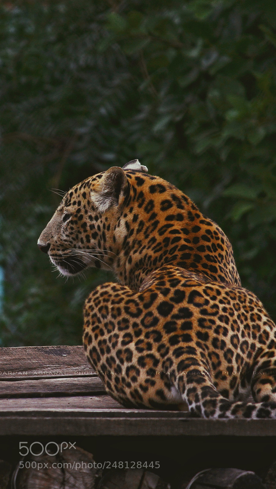 Canon EOS 700D (EOS Rebel T5i / EOS Kiss X7i) sample photo. Indian leopard photography
