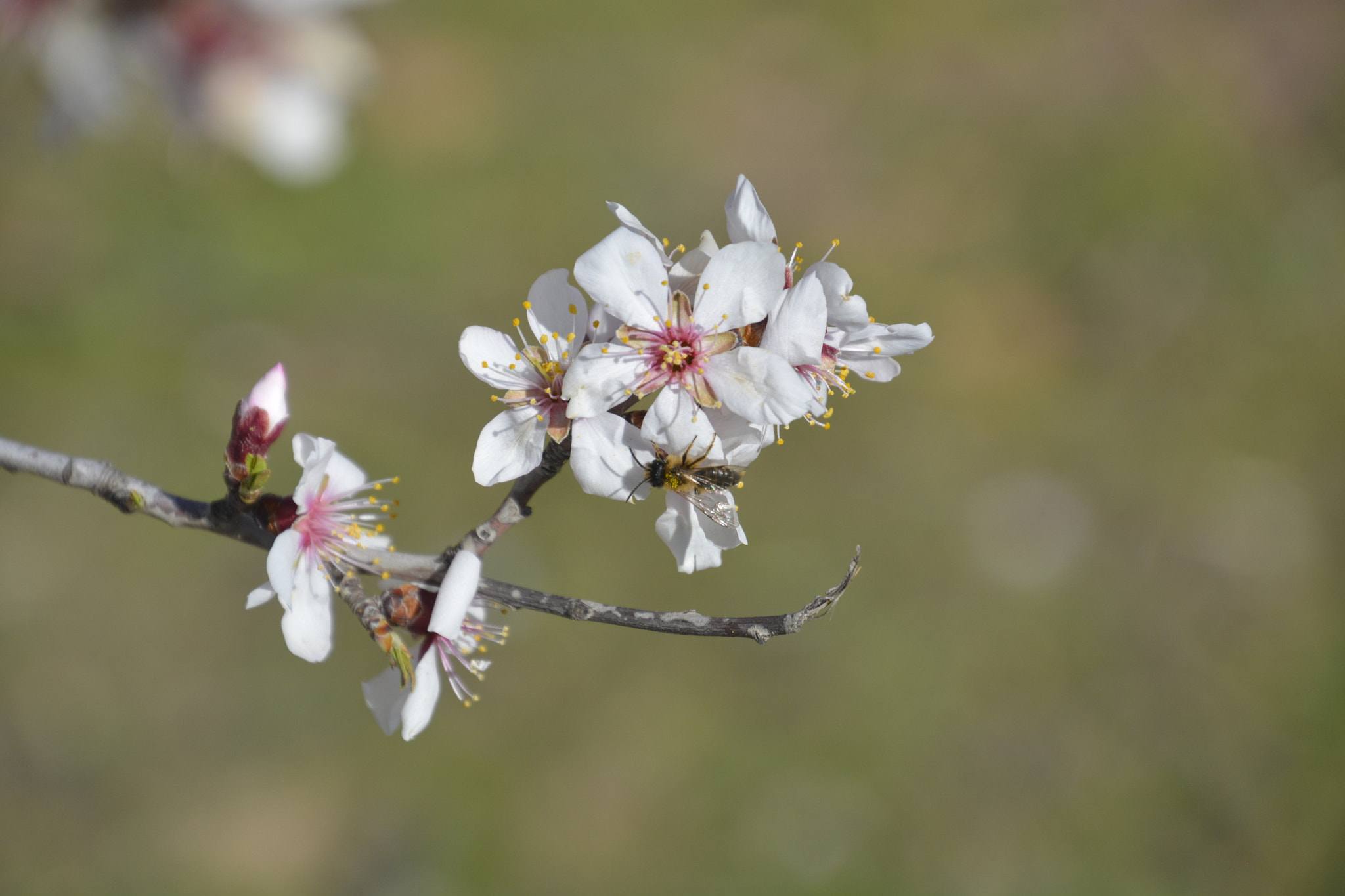 Nikon D5200 sample photo. El almendro photography